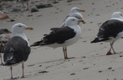 Great Black-backed Gull with yellow legs - Duxbury Beach - August 18, 2013