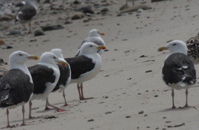 Great  Black-backed Gull with yellow legs! - Duxbury Beach - August 18, 2013  [2 of 7]