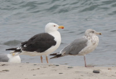Great  Black-backed Gull with yellow legs! - Duxbury Beach - August 18, 2013  [4 of 7]
