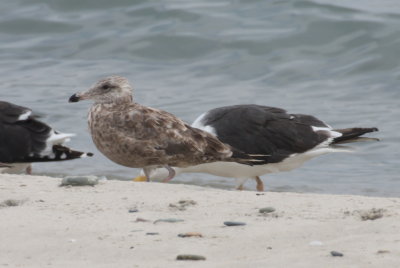 Great  Black-backed Gull with yellow legs! - Duxbury Beach - August 18, 2013  [5 of 7]