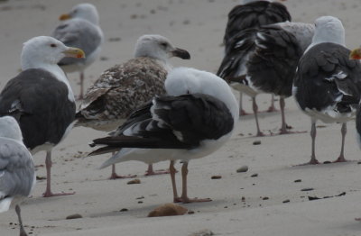 Great  Black-backed Gull with yellow legs!- Duxbury Beach - August 18, 2013  [6 of 7]
