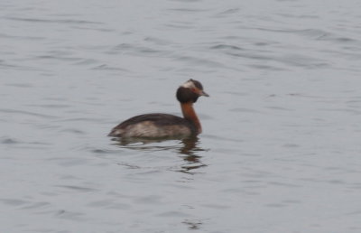 Horned Grebe - Duxbury Beach, MA - August 18, 2013