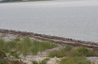 B-b Plovers, Ruddy Turnstones and Dowitchers - Duxbury Beach, MA - August 18, 2013