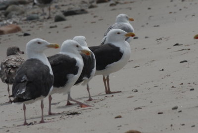 Great Black-backed Gull with yellow legs! - Duxbury Beach, MA - August 18, 2013