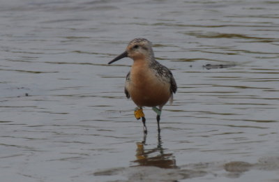 Red Knot - with geolocator and flag - Duxbury Beach, MA (Crescent Beach)- August 18, 2013