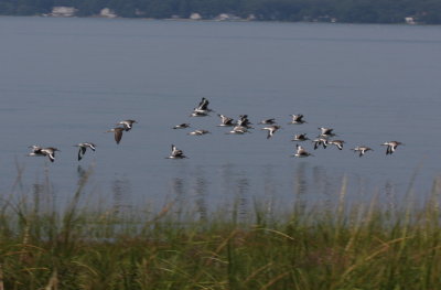 130820 IMG_9465 23 Willets 1 GRYE at HP.jpg