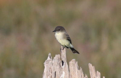 Eastern Phoebe (juv) - High Pines - Duxbury Beach, MA - Sept.23, 2013