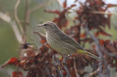 Western Palm Warbler (juv.) - Duxbury Beach, MA - Sept.23, 2013.jpg