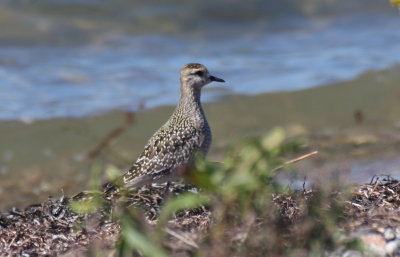 Am. Golden Plover (juv) - Duxbury Beach, MA - Sept. 18, 2013 [1 of 2]