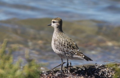 Am. Golden Plover (juv) - Duxbury Beach, MA - Sept. 18, 2013 [2 of 2]