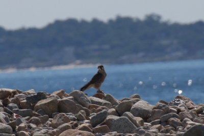Pergrine Falcon  at the Boathole - Duxbury Beach, MA - Sept. 18, 2013  [2  of 2]