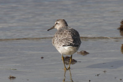 Red Knot (juv) - Crescent Beach - Duxbury Beach, MA - Sept.14, 2013