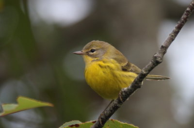 Prairie Warbler juv at High Pines - Duxbury Beach, MA - Sept. 14, 2013