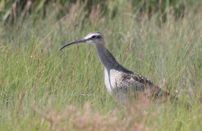 Whimbrel in Gurnet Marsh - Duxbury Beach, MA - Sept. 7, 2013