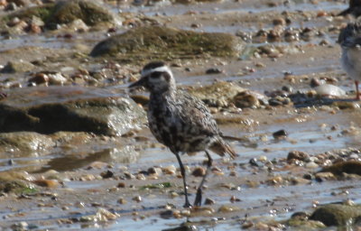 Am. Golden Plover at Boathole - Duxbury Beach, MA - Sept. 7, 2013