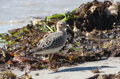 Buff-breasted Sandpiper at Crescent Beach - Duxbury Beach, MA - Sept. 4, 2013