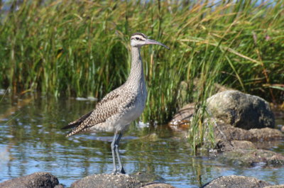 Whimbrel at Crescent Beach - Duxbury Beach, MA - Sept. 4, 2013