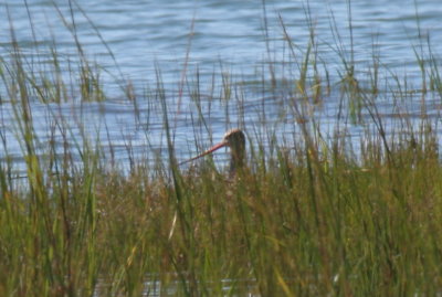 Marbled Godwit at High Pines - Duxbury Beach, MA - Sept. 4, 2013