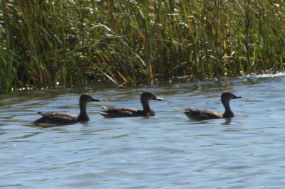 eclipse Blue-winged Teal - Duxbury Beach, MA - Sept. 4, 2013