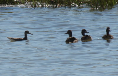 Willet swimming with eclipse Blue-winged Teal - Duxbury Beach, MA - Sept. 4, 2013