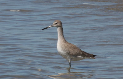 Possible Western Willet - Duxbury Beach, MA - Sept. 4, 2013
