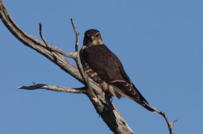 Merlin (fem prob juv) - High Pines - Duxbury Beach, MA - Sept. 23, 2013