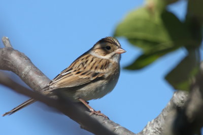 Clay-colored Sparrow - Duxbury Beach, MA - Sept. 24, 2013