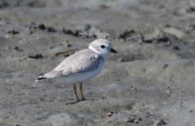 Piping Plover -juvenile- Duxbury Beach, MA - Sept.28, 2013 (quite late)