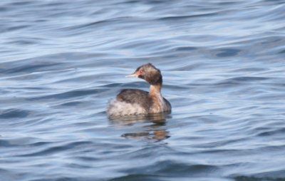 Horned Grebe - Duxbury Beach, MA - Sept.14, 2013