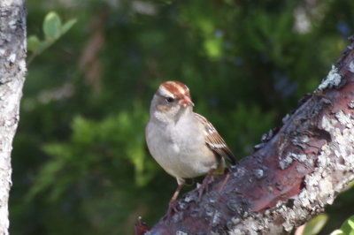 White-crowned Sparrow (juv) - Duxbury Beach, MA -  October 2, 2013