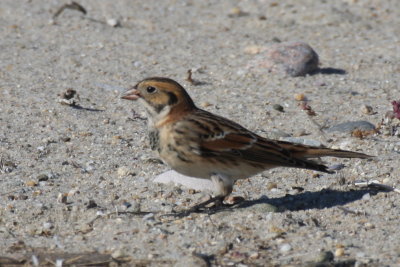 Lapland Longspur - Duxbury Beach, MA - October 20, 2013  [2 of 3 photos]