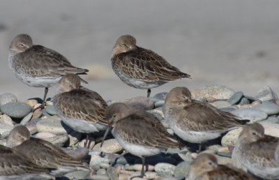 Dunlin in various molts - Duxbury Beach, MA - October 20, 2013