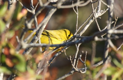 Yellow Warbler (late)  - Duxbury Beach, MA - October 20, 2013