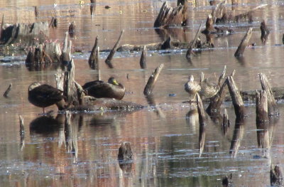 Blue-winged Teal w Black Ducks at Golden Reservoir, Duxbury, MA  - Nov. 16, 2013
