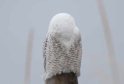 Snowy Owl - Duxbury Beach, MA - November 22, 2013 -  head swiveled 180 degrees