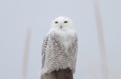 Snowy Owl - Duxbury Beach, MA - November 22, 2013 