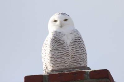 Snowy Owl #1 - Duxbury Beach, MA - November 30, 2013  [2 of 4]