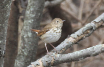 Late Hermit Thrush - Duxbury Beach, MA (on Gurnet) - December 3, 2013