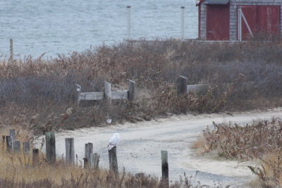 Snowy Owl - Duxbury Beach, MA - December 3, 2013  - on roadside pole on Saquish road