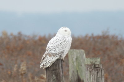 Snowy Owl - Duxbury Beach, MA - December 3, 2013  - on roadside pole on Saquish road
