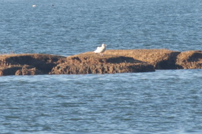 Glaucous Gull - 1st yr - Duxbury Beach, MA  -  January 15, 2014
