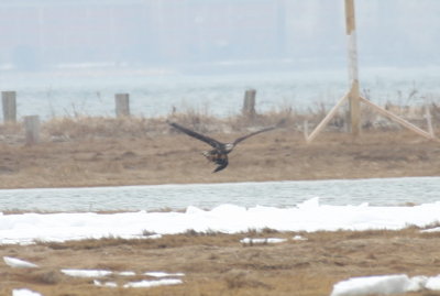 Bald Eagle (3rd year) - Saquish/Plymouth, MA  - March 2, 2014 --  not an Osprey!
