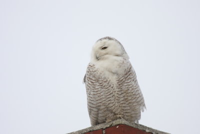 Snowy Owl (1 of 6 seen today) - Duxbury Beach, MA - March 12, 2014