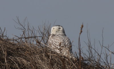 Snowy Owl - Duxbury Beach, MA - March 22, 2014 .jpg
