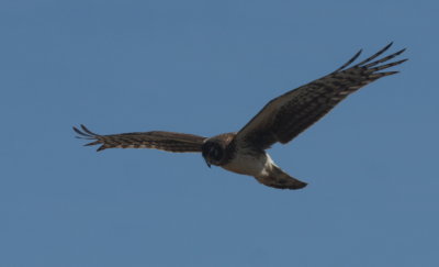 Northern Harrier (subadult) - Duxbury Beach, MA - March 16, 2014
