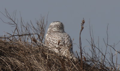 Snowy Owl - Duxbury Beach, MA - March 22, 2014  - showing individual nape pattern.jpg