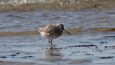 Short-billed Dowitcher - Duxbury Beach, MA - April 16, 2014   - early arrival