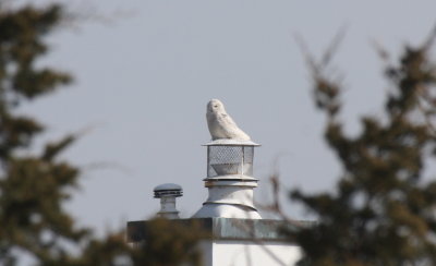 Snowy Owl  - Duxbury Beach, MA  - April 22, 2014  - continues in Gurnet area 