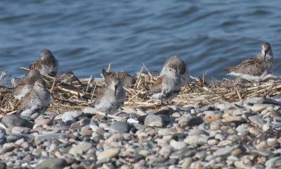 Dunlin in early molt - Duxbury Beach, MA  - April 25, 2014