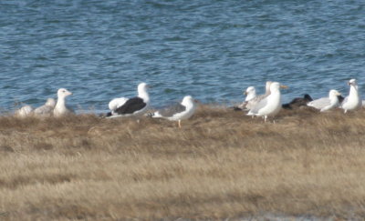 Lesser Black-acked Gull (center) - Duxbury Beach, MA  - April 25, 2014